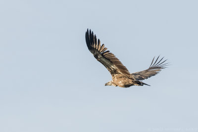 Griffon Vulture - Vale Gier