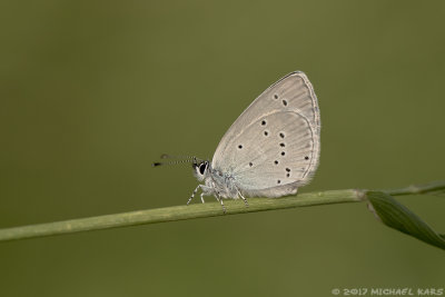 Short-tailed Blue - Staartblauwtje