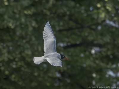 Mediterranean Gull- Zwartkopmeeuw