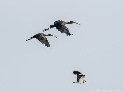 Glossy Ibis - Zwarte Ibis