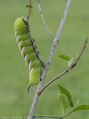 Privet Hawk moth - Ligusterpijlstaart