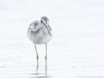 Greenshank - Groenpootruiter