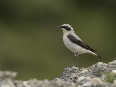 Northern Wheater - Tapuit