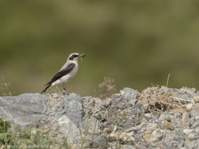 Northern Wheater - Tapuit