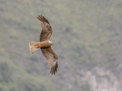Black Kite - Zwarte Wouw