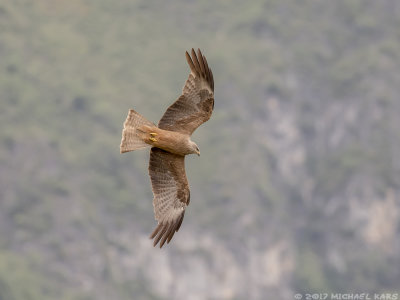 Black Kite - Zwarte Wouw