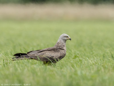 Black Kite - Zwarte Wouw