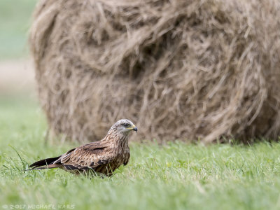 Red Kite - Rode Wouw