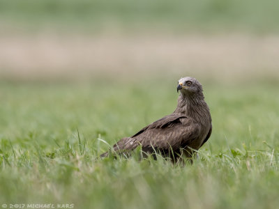 Black Kite - Zwarte Wouw