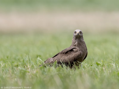 Black Kite - Zwarte Wouw