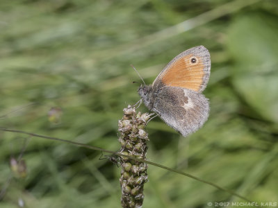 Unknown Butterfly