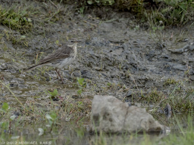 Water Pipit - Waterpieper