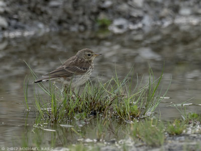 Water Pipit - Waterpieper
