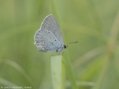 Short-tailed Blue - Staartblauwtje