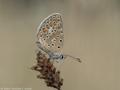 Polyommatus escheri - Groot Tragantblauwtje 