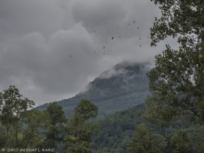 Black Kite - Zwarte Wouw