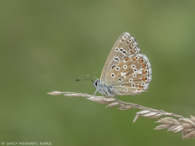 Adonis Blue - Adonisblauwtje