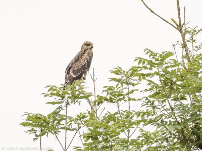 Black Kite - Zwarte Wouw