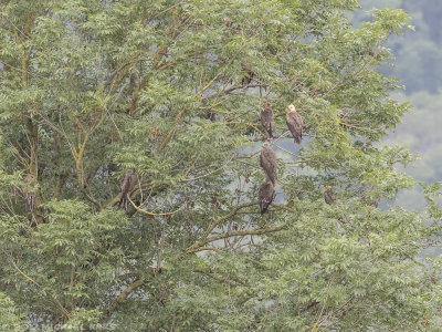 Black Kite - Zwarte Wouw