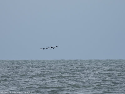 Common Scoter - Zwarte Zeeeend