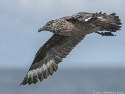 Great Skua - Grote Jager