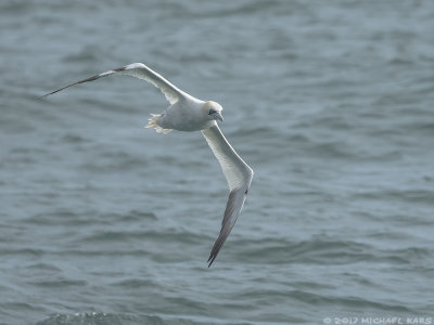 Gannet - Jan van Gent