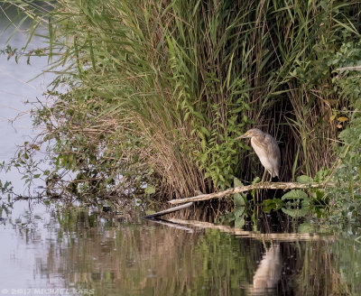 Squacco Heron - Ralreiger