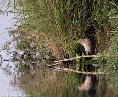 Squacco Heron - Ralreiger - Ardeola ralloides