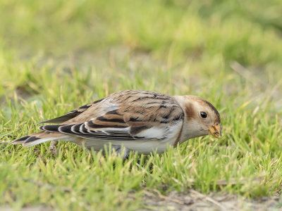 Snowbunting - Sneeuwgors