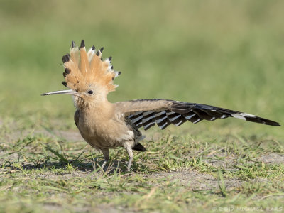 Hoopoe - Hop