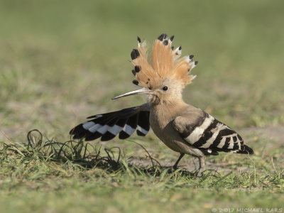 Hoopoe - Hop