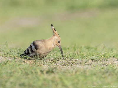 hop - hoopoe