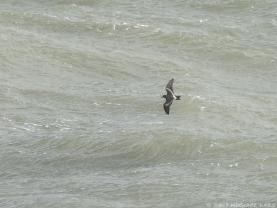 Leach's storm petrel - Vaal Stormvogeltje