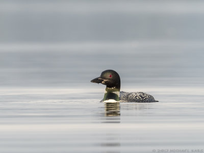 Northern Diver -IJsduiker