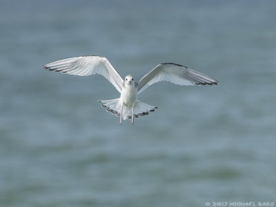 Sabine's Gull - Vorkstaartmeeuw