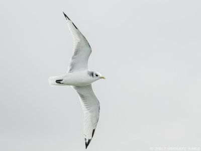 Kittiwake - Drieteenmeeuw