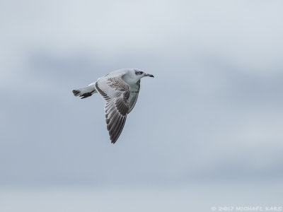 Mediterranean Gull- Zwartkopmeeuw