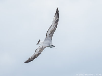 Mediterranean Gull- Zwartkopmeeuw