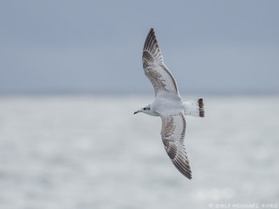 Mediterranean Gull- Zwartkopmeeuw