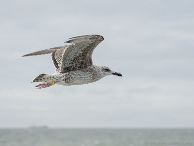 Lesser Black-backed Gull - Kleine Mantelmeeuw