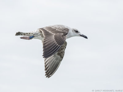 Lesser Black-backed Gull - Kleine Mantelmeeuw