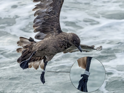 Great Skua - Grote Jager