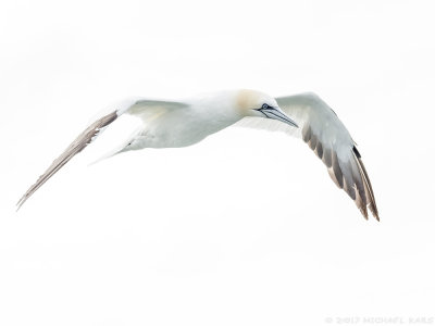 Gannet - Jan van Gent