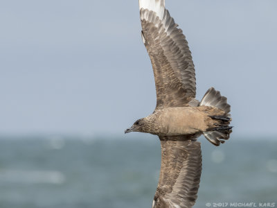 Great Skua - Grote Jager