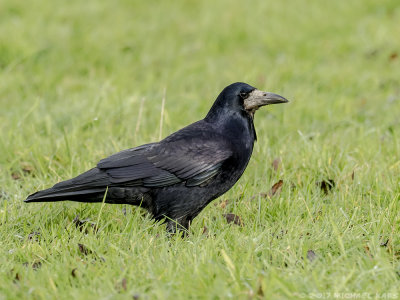 Rook - Roek
