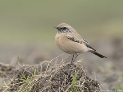 Desert Wheatear - Woestijntapuit - Oenanthe deserti