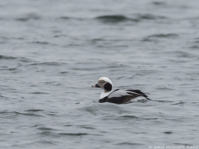 Long-tailed Duck - IJseend