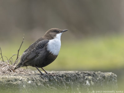 White-throated Dipper - Zwartbuikwaterspreeuw