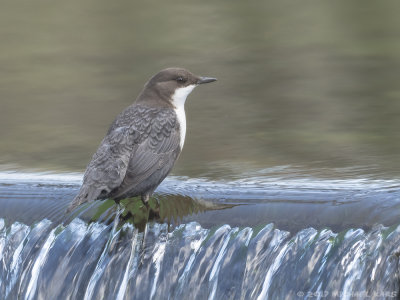 White-throated Dipper - Zwartbuikwaterspreeuw