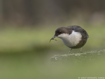 White-throated Dipper - Zwartbuikwaterspreeuw